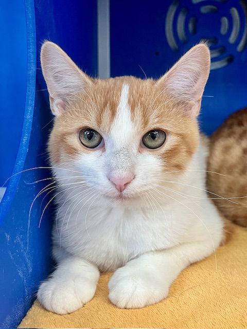 Franklin, a Adoptable Domestic Short Hair in Webster, WI image 1/3