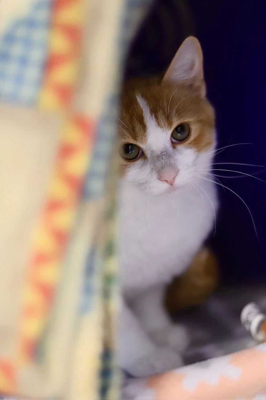 Franklin, a Adoptable Domestic Short Hair in Webster, WI image 2/3