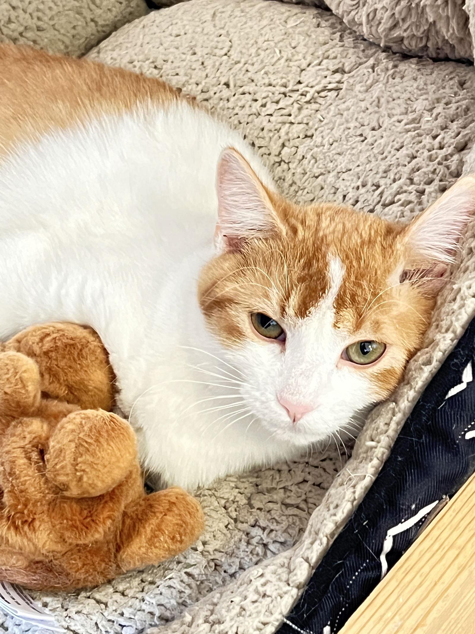 Franklin, a Adoptable Domestic Short Hair in Webster, WI image 3/3