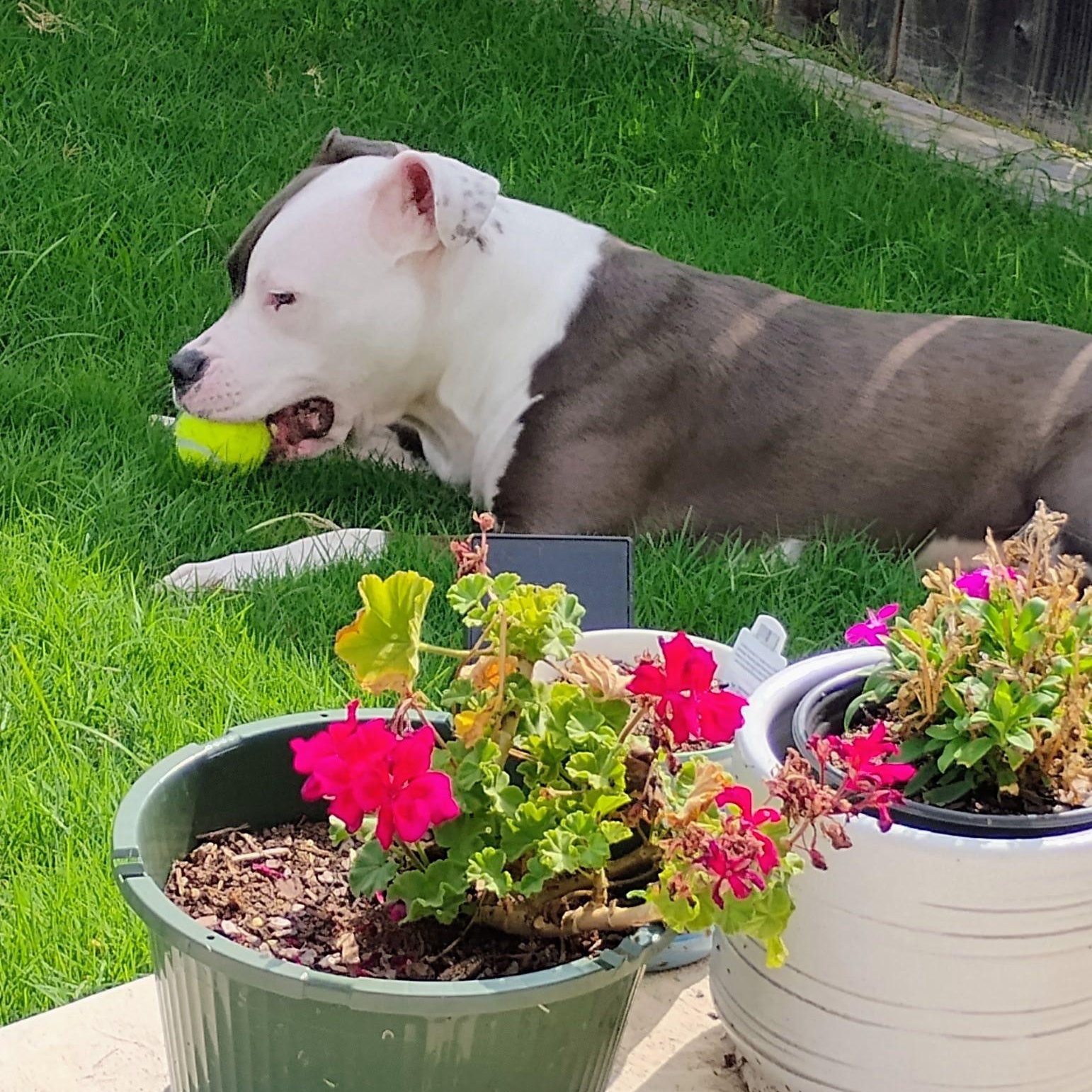 Snickers, a Adoptable mixed breed in Williston, VT image 2/5