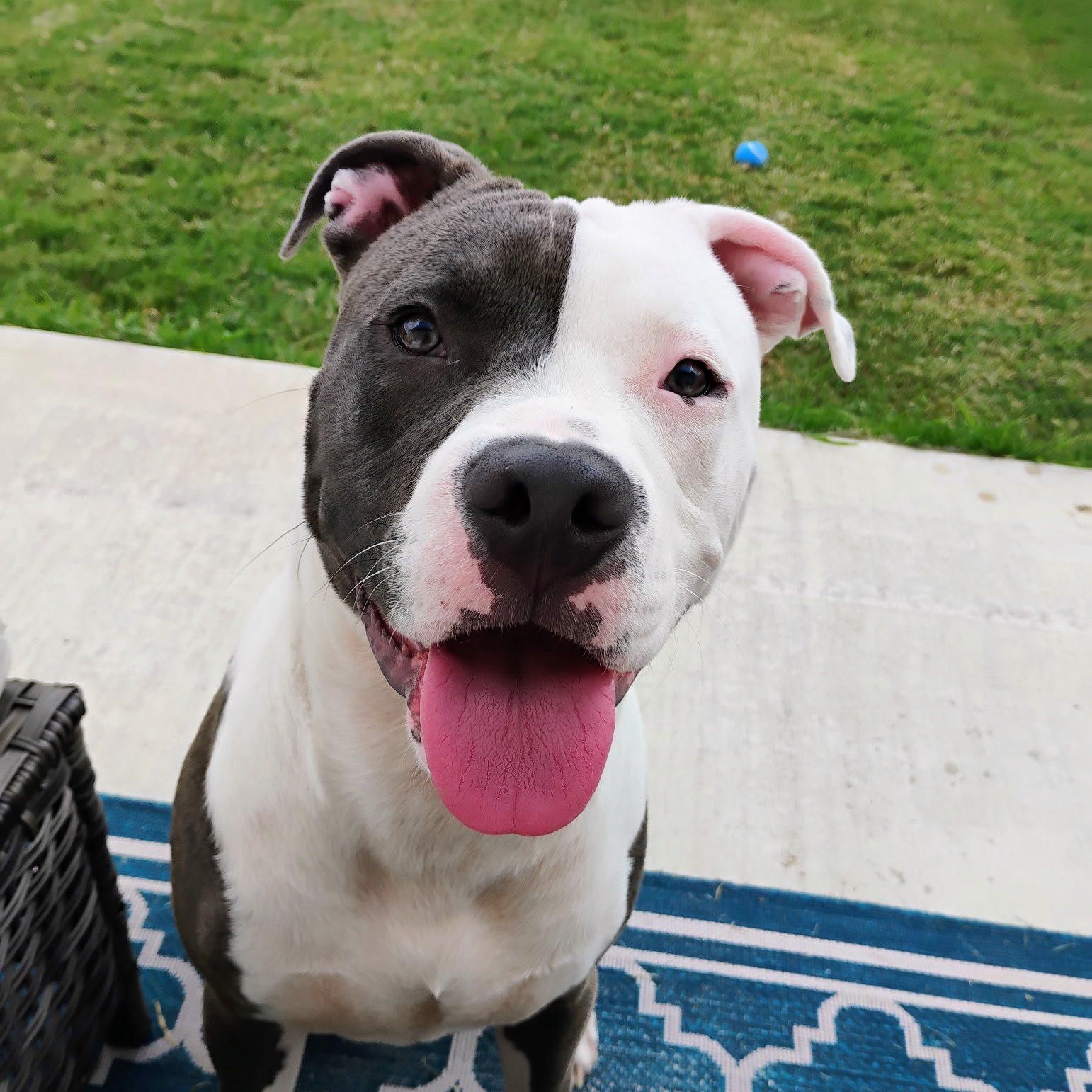 Snickers, Adoptable, Young Male American Staffordshire Terrier.