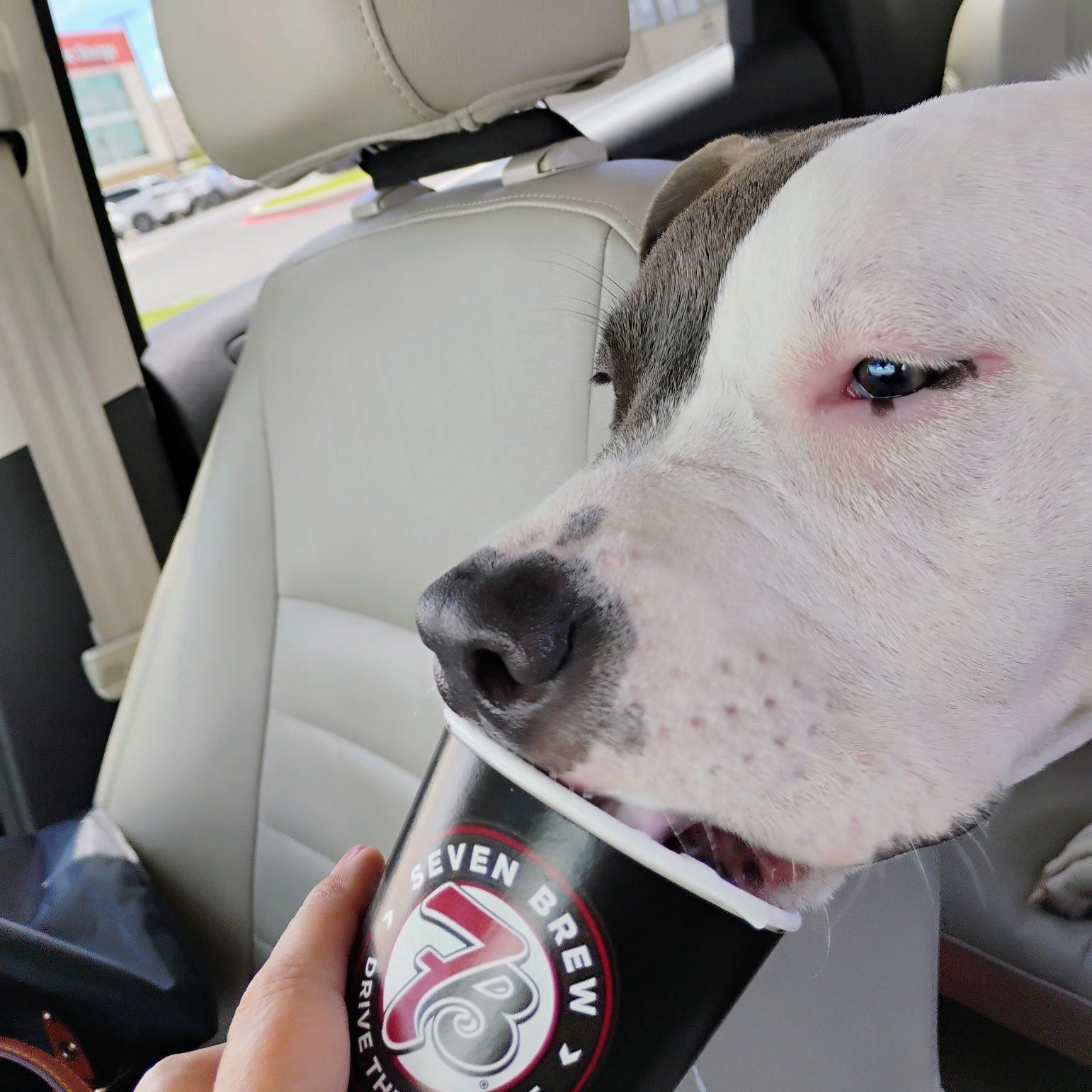Snickers, a Adoptable mixed breed in Williston, VT image 3/5