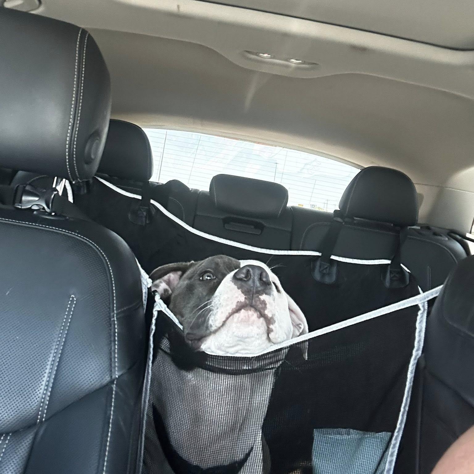 Snickers, a Adoptable mixed breed in Williston, VT image 4/5