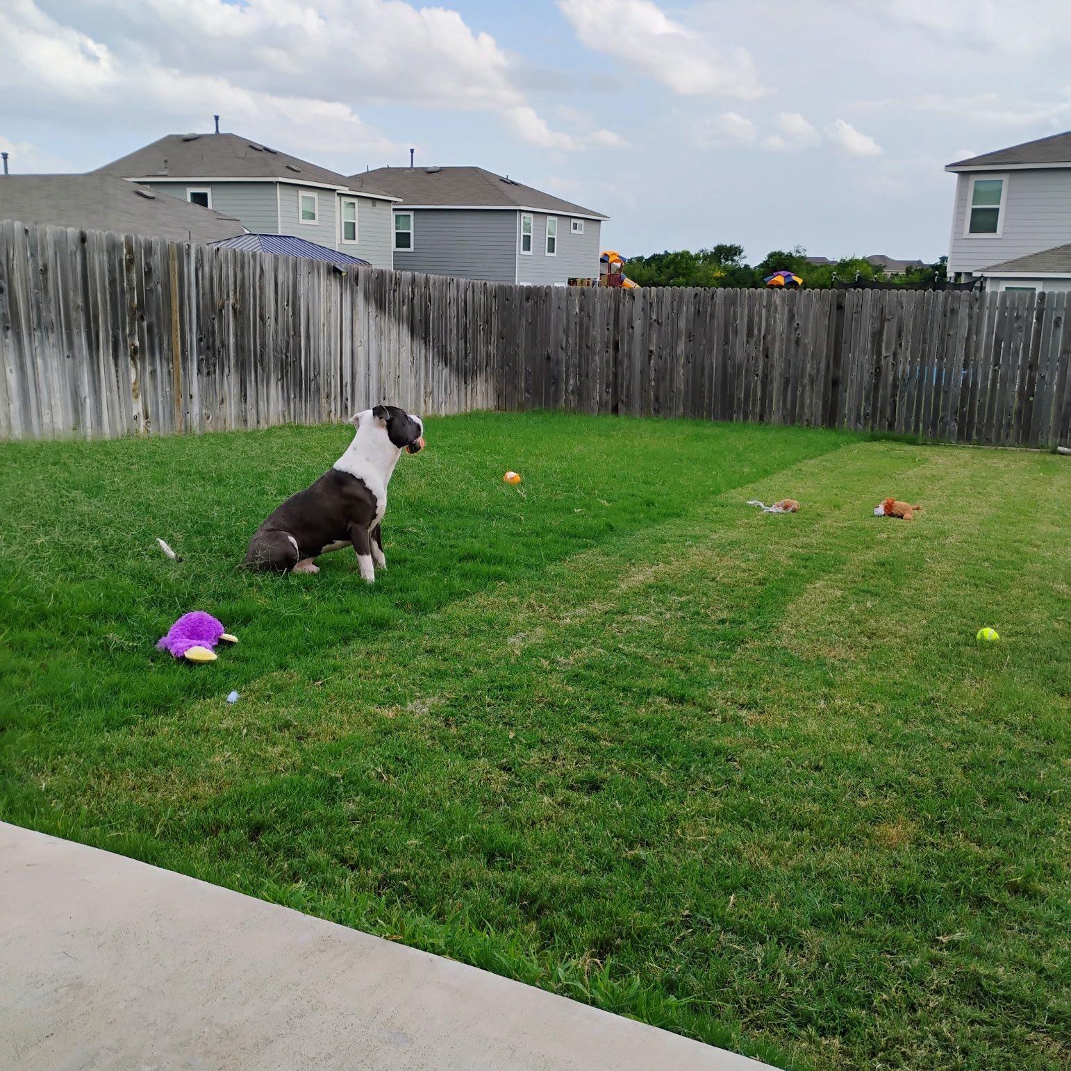 Snickers, a Adoptable mixed breed in Williston, VT image 5/5