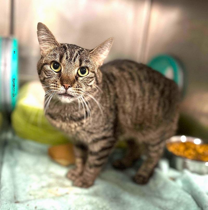 QUAIL, Adult Female Domestic Short Hair