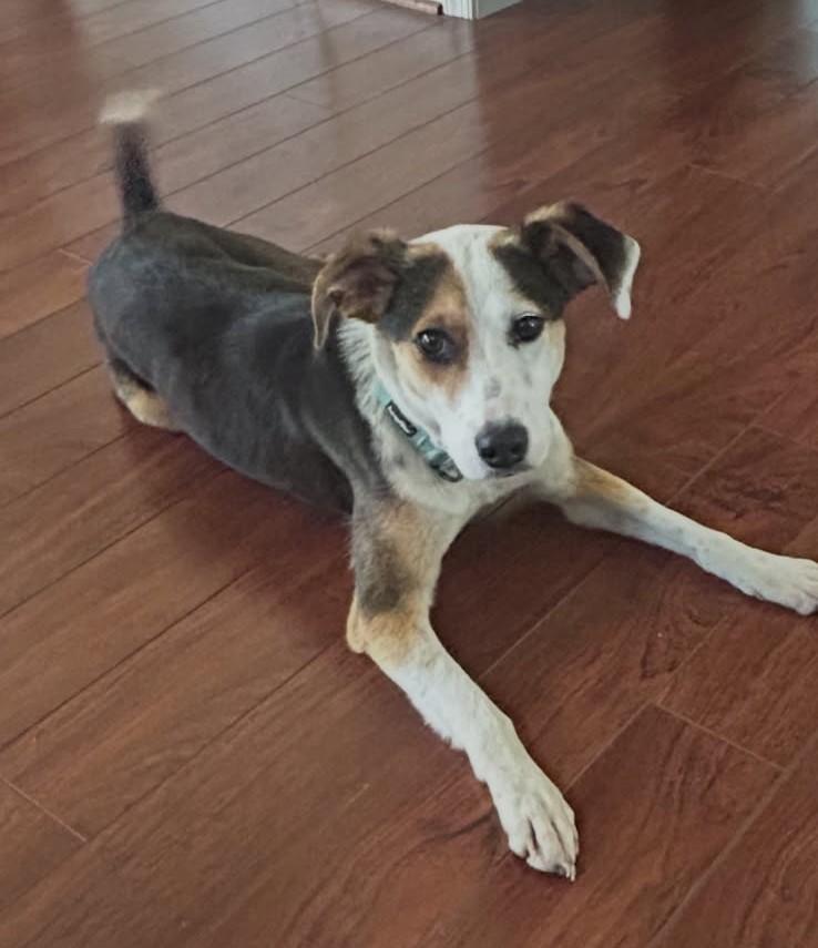 Enlarge Ruby , a Adoptable mixed breed in Chesapeake, VA image 5/6