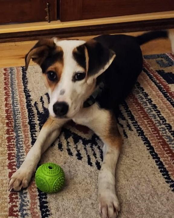 Ruby , Adoptable, Young Female Beagle.