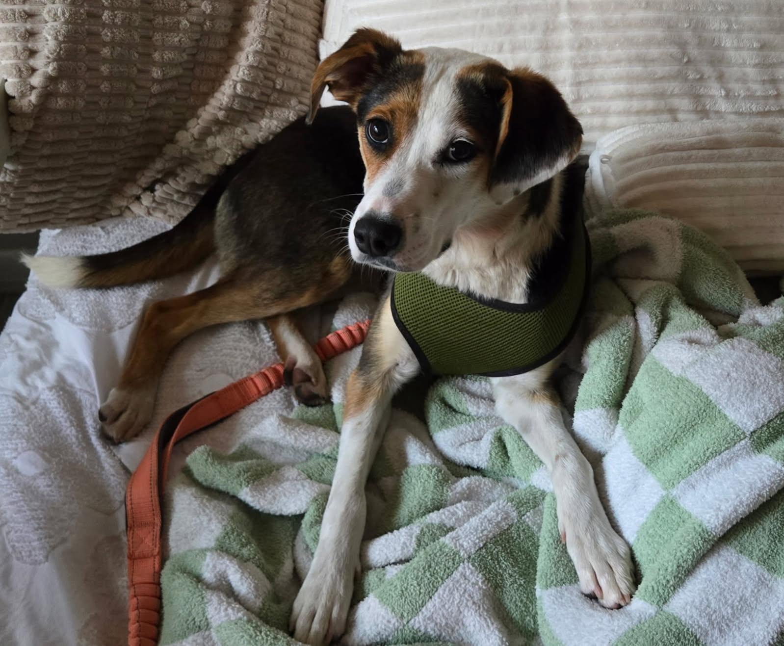 Enlarge Ruby , a Adoptable mixed breed in Chesapeake, VA image 4/6