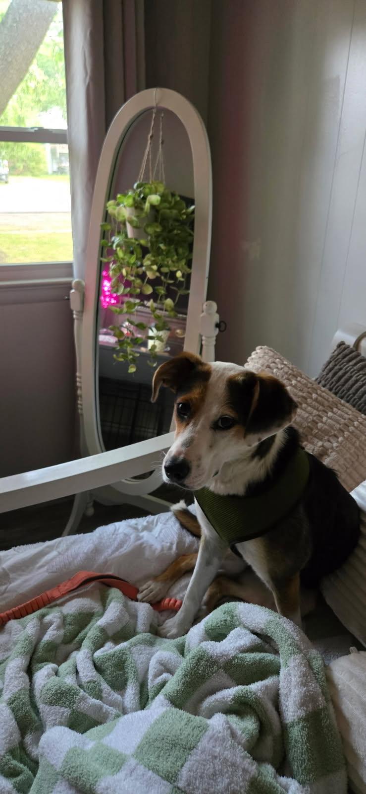 Enlarge Ruby , a Adoptable mixed breed in Chesapeake, VA image 6/6