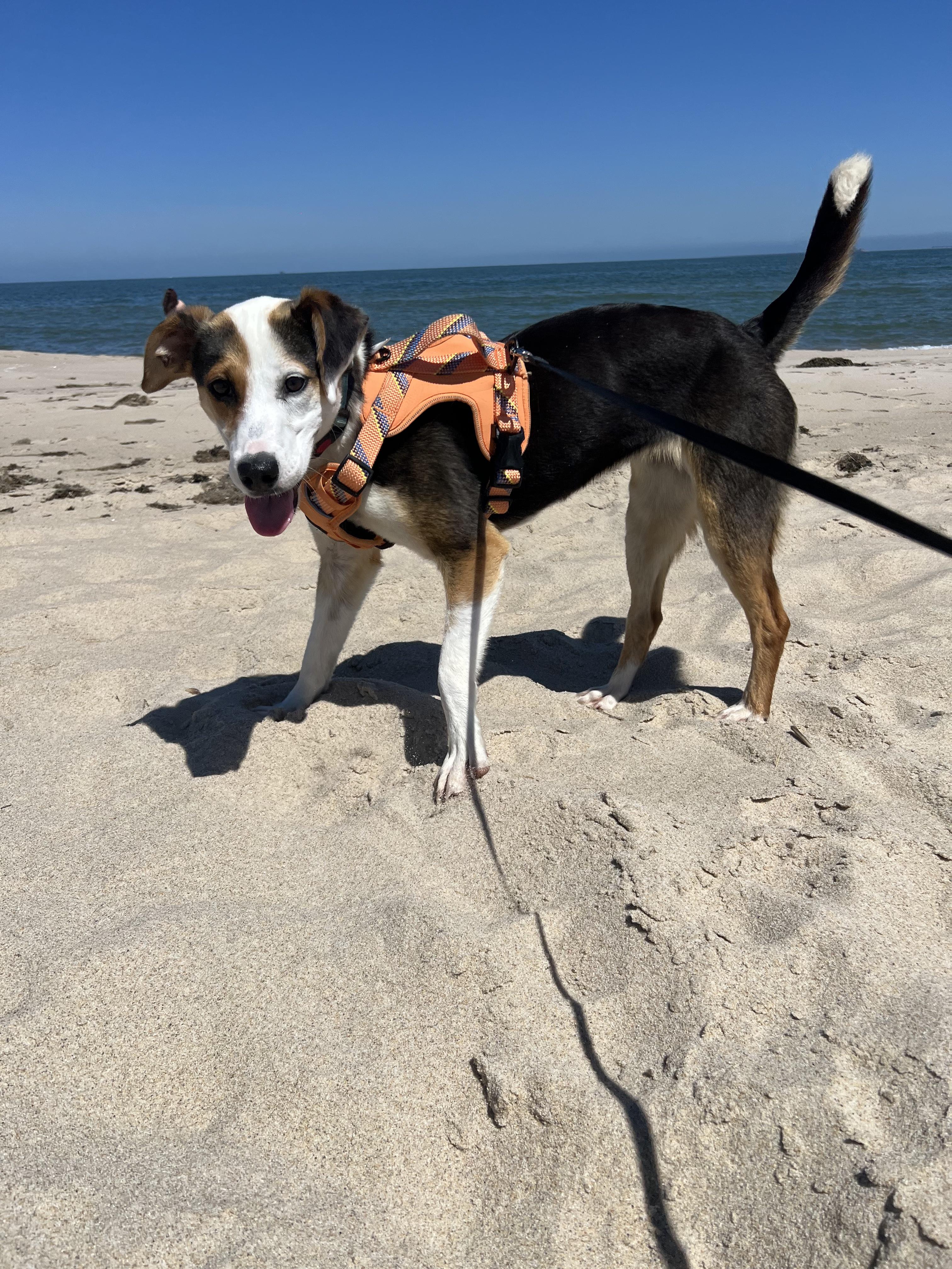 Enlarge Ruby , a Adoptable mixed breed in Chesapeake, VA image 3/6