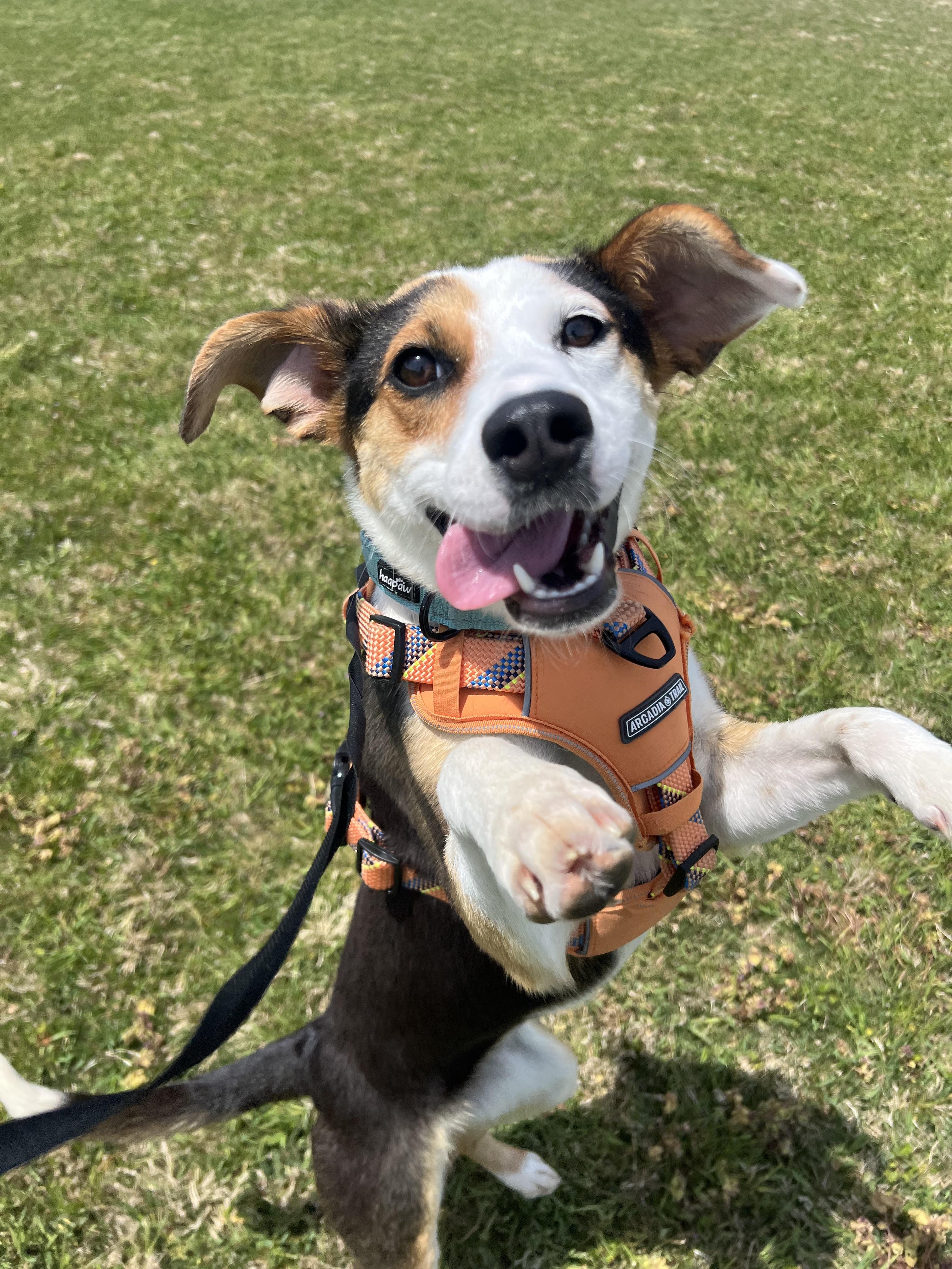 Enlarge Ruby , a Adoptable mixed breed in Chesapeake, VA image 2/6