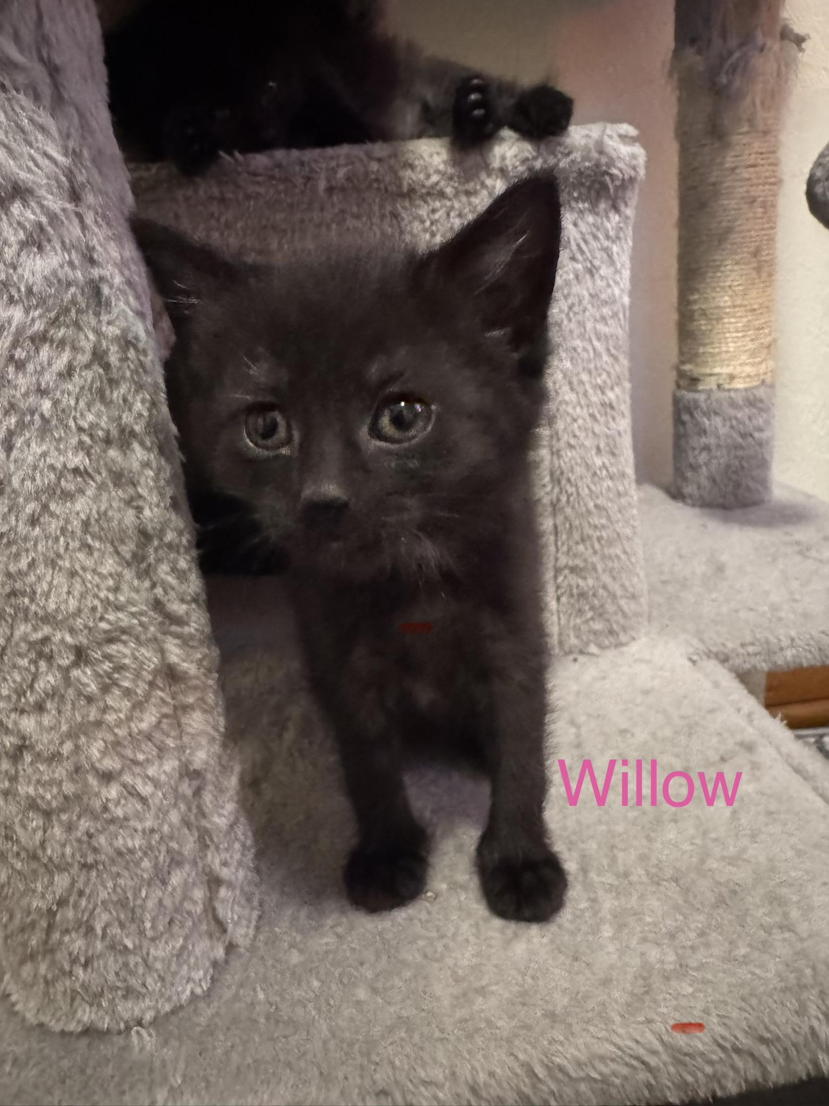 Enlarge WILLOW- 9 pack, an adopted Domestic Short Hair in Pittsburgh, PA image 4/4