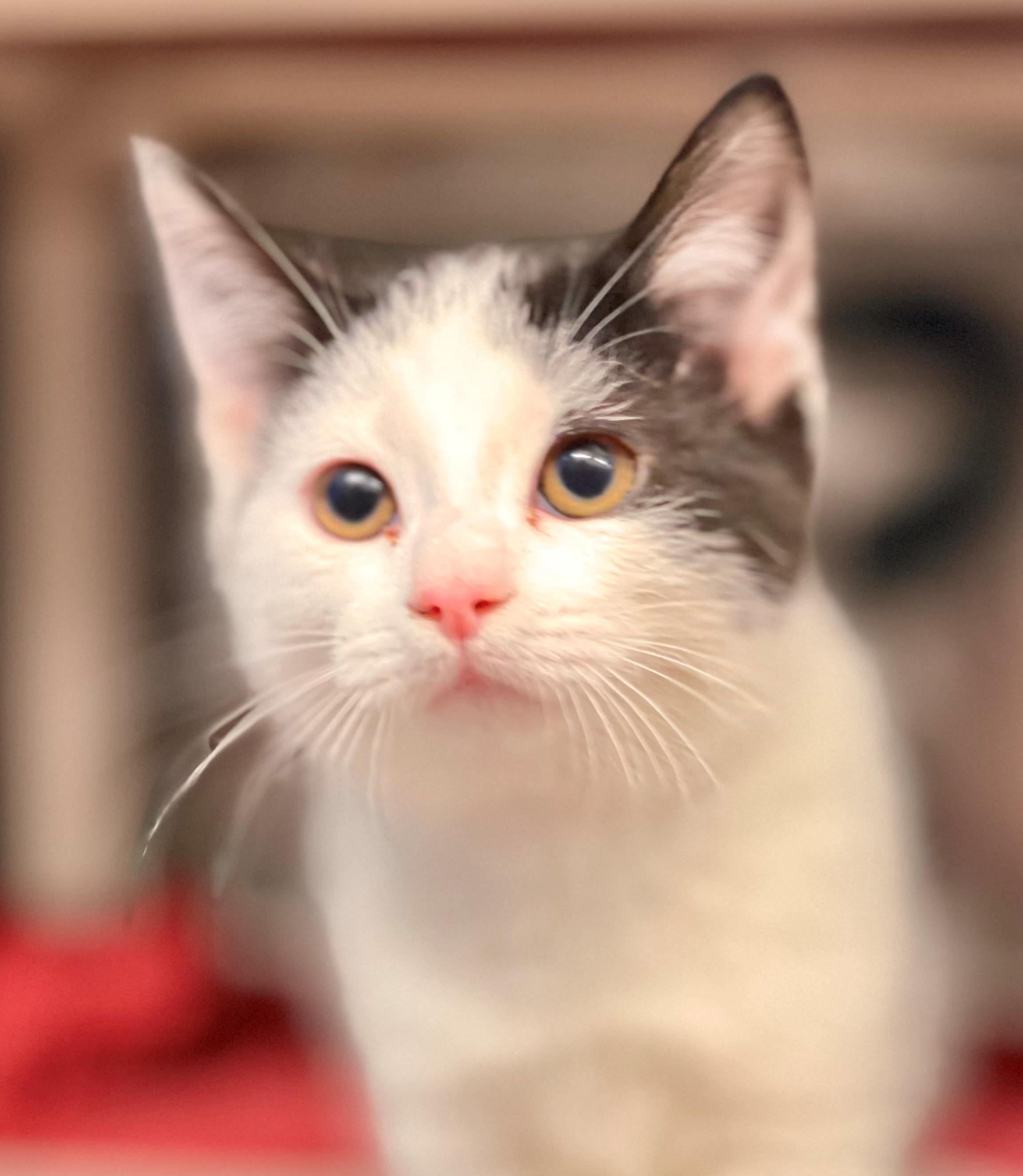 Enlarge Scully, an adopted Domestic Short Hair in Hamilton, ON image 1/1