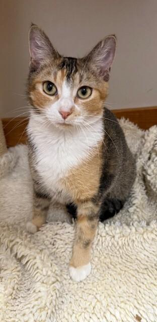Georgia, a Adoptable Tabby in Fort Collins, CO image 1/4