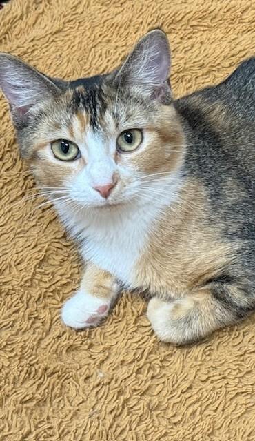 Georgia, a Adoptable Tabby in Fort Collins, CO image 2/4