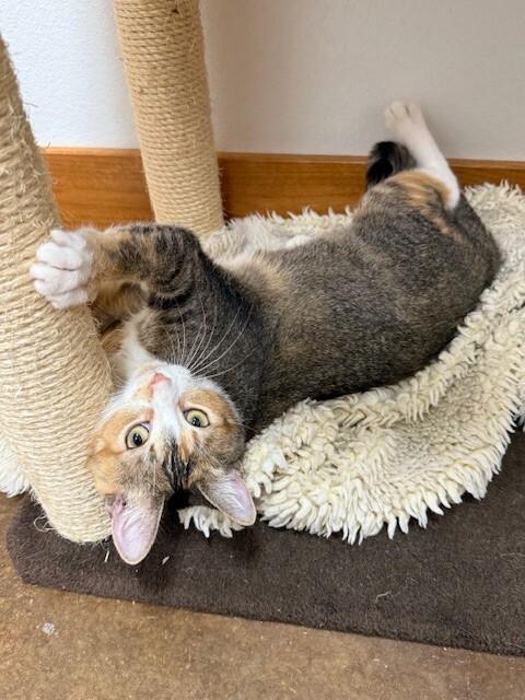 Georgia, a Adoptable Tabby in Fort Collins, CO image 3/4