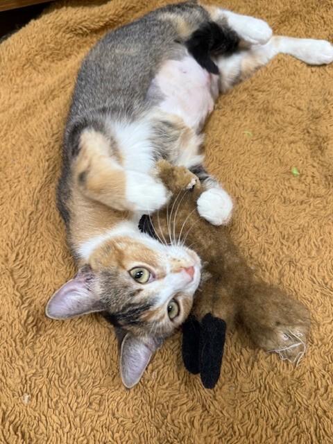 Georgia, a Adoptable Tabby in Fort Collins, CO image 4/4