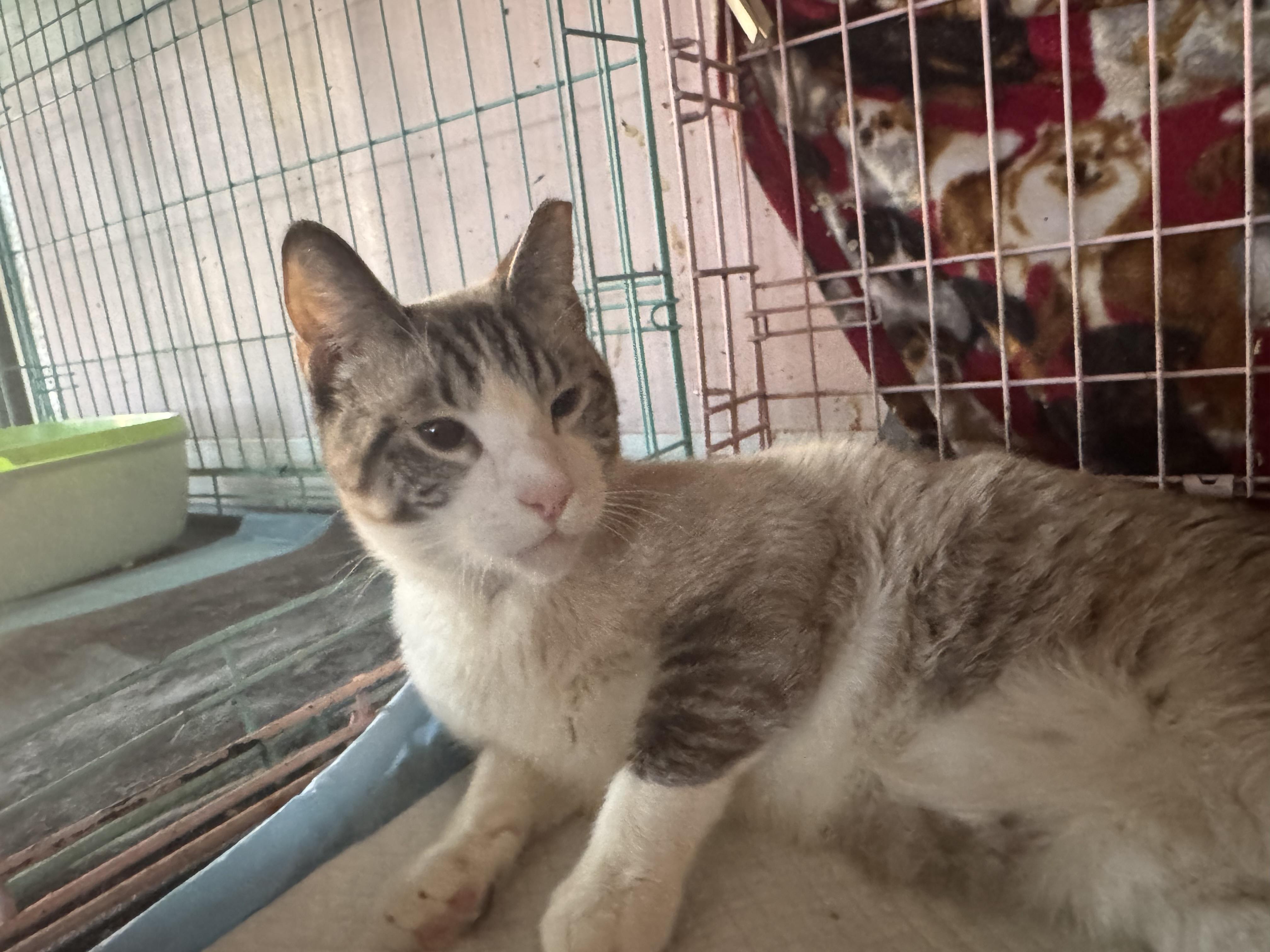 Enlarge Quinn, a Adoptable Siamese in St. George, UT image 1/4