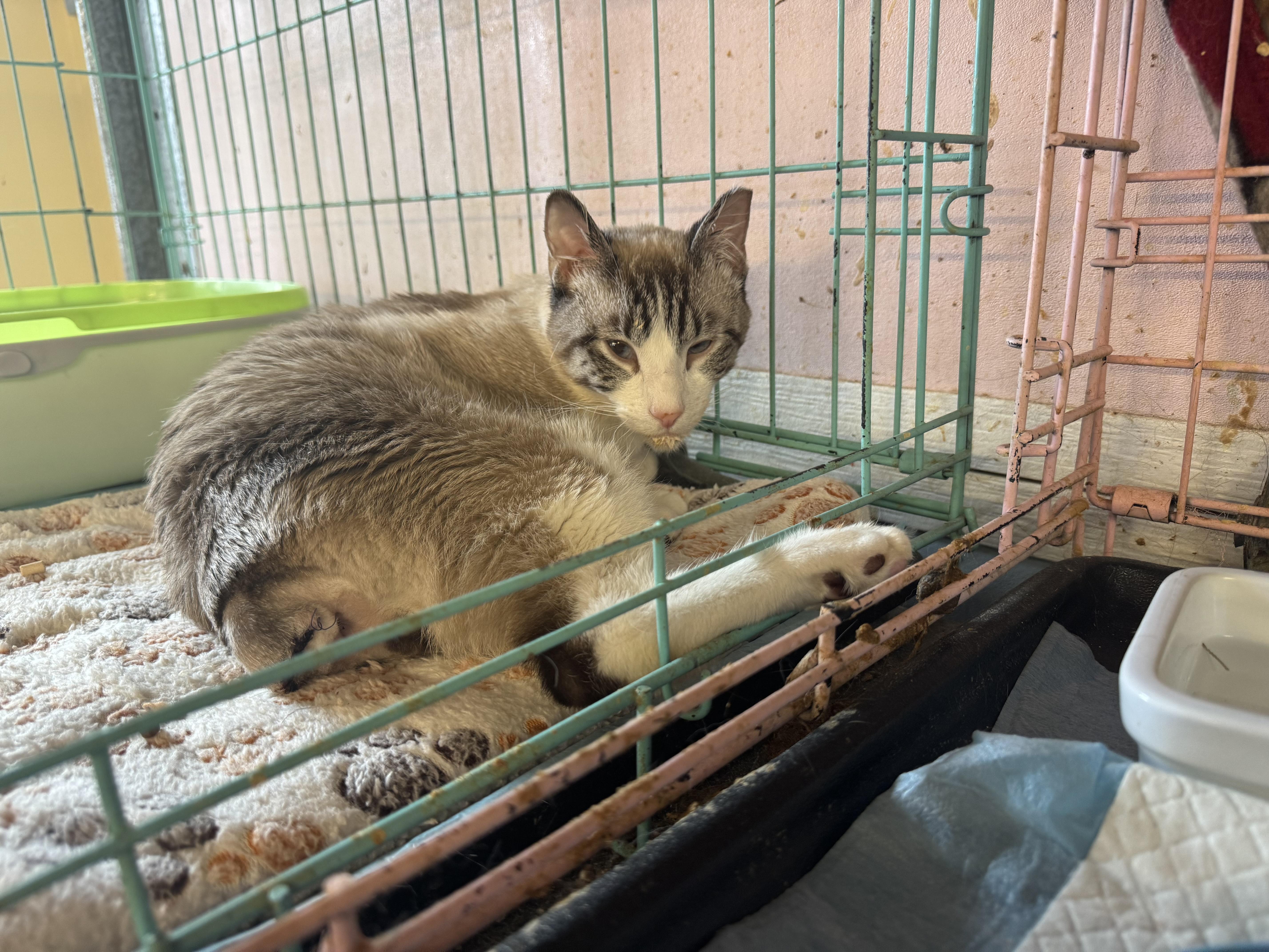 Enlarge Quinn, a Adoptable Siamese in St. George, UT image 3/4