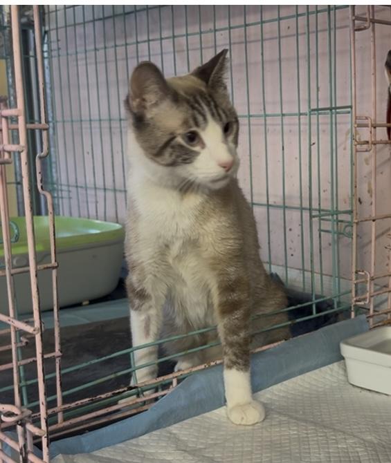 Enlarge Quinn, a Adoptable Siamese in St. George, UT image 2/4