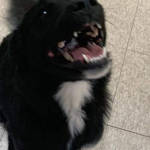 Enlarge Lainey, a Adoptable mixed breed in Fair Oaks Ranch, TX image 5/6