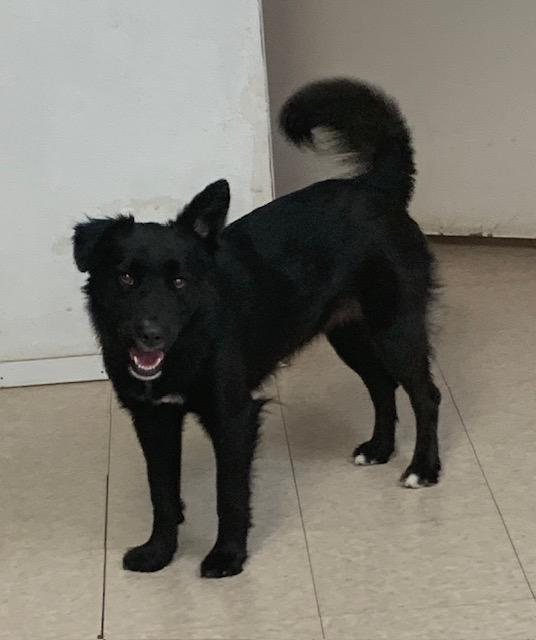 Enlarge Lainey, a Adoptable mixed breed in Fair Oaks Ranch, TX image 2/6