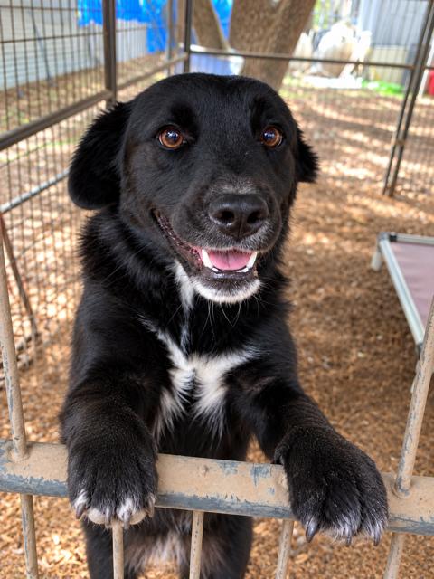 Enlarge Lainey, a Adoptable mixed breed in Fair Oaks Ranch, TX image 3/6