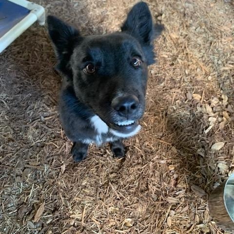 Enlarge Lainey, a Adoptable mixed breed in Fair Oaks Ranch, TX image 4/6