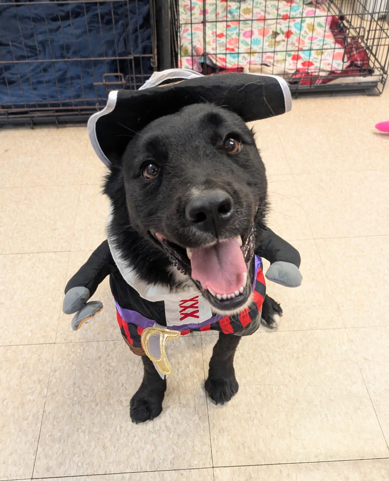 Lainey, Adoptable, Young Female Retriever & Mixed Breed.