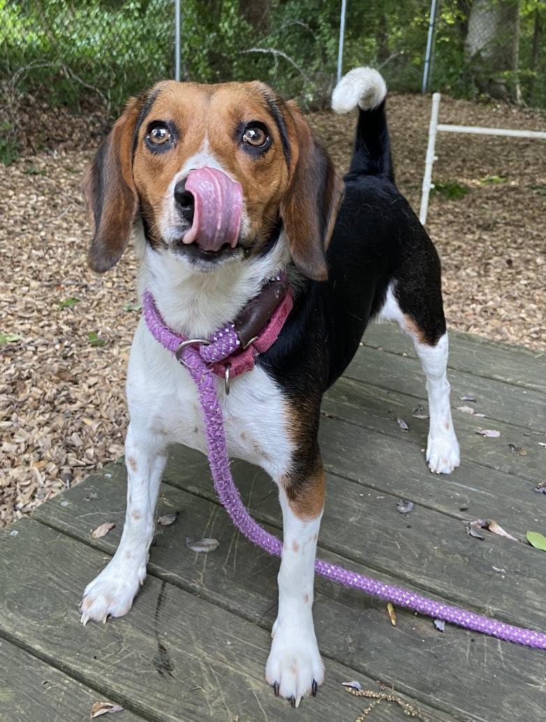 Violette, a ADOPTABLE Beagle in Prince Frederick, MD image 2/2