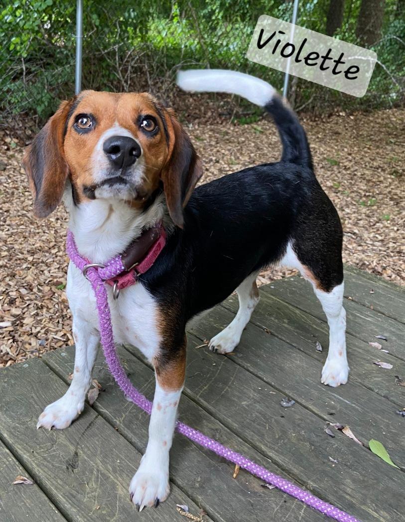Violette, ADOPTABLE, Young Female Beagle.
