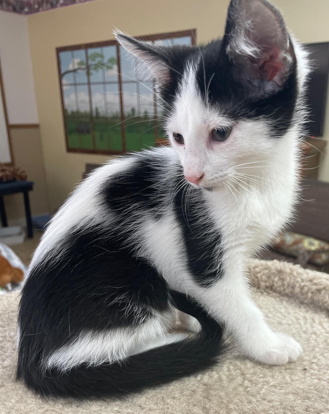 Enlarge Spanky, a Adoptable Domestic Short Hair in Neillsville, WI image 1/6