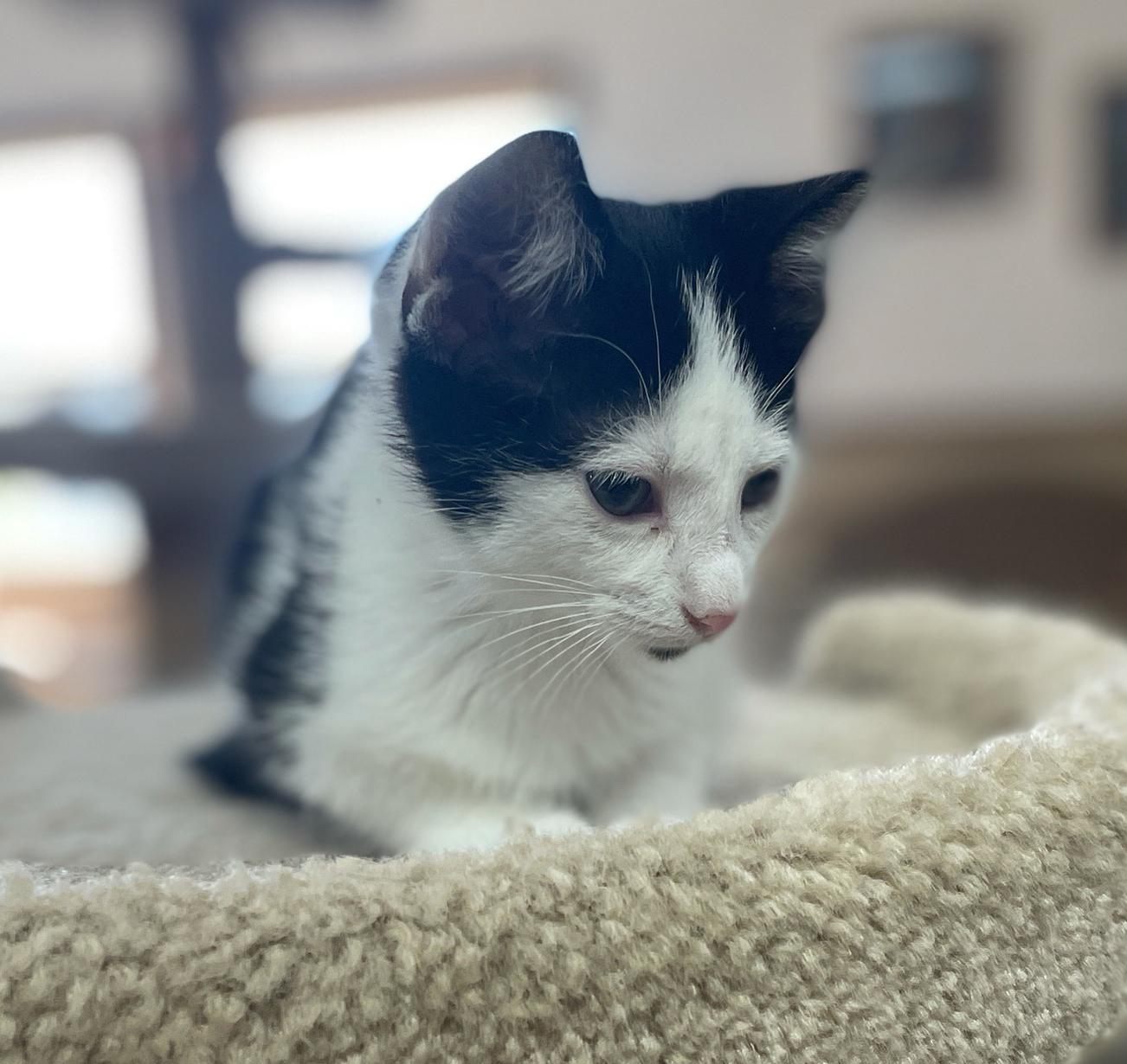 Enlarge Spanky, a Adoptable Domestic Short Hair in Neillsville, WI image 6/6