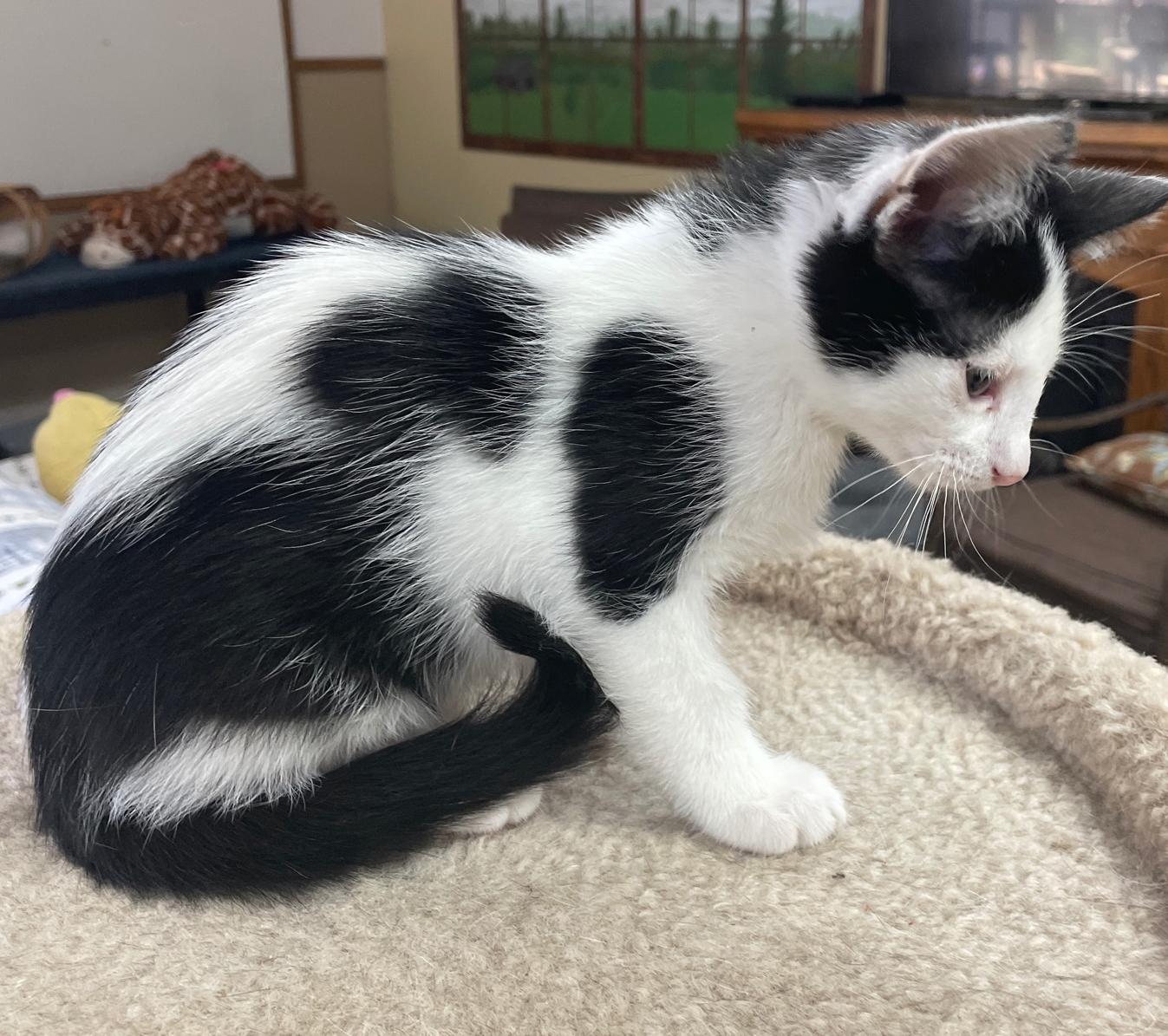 Enlarge Spanky, a Adoptable Domestic Short Hair in Neillsville, WI image 3/6