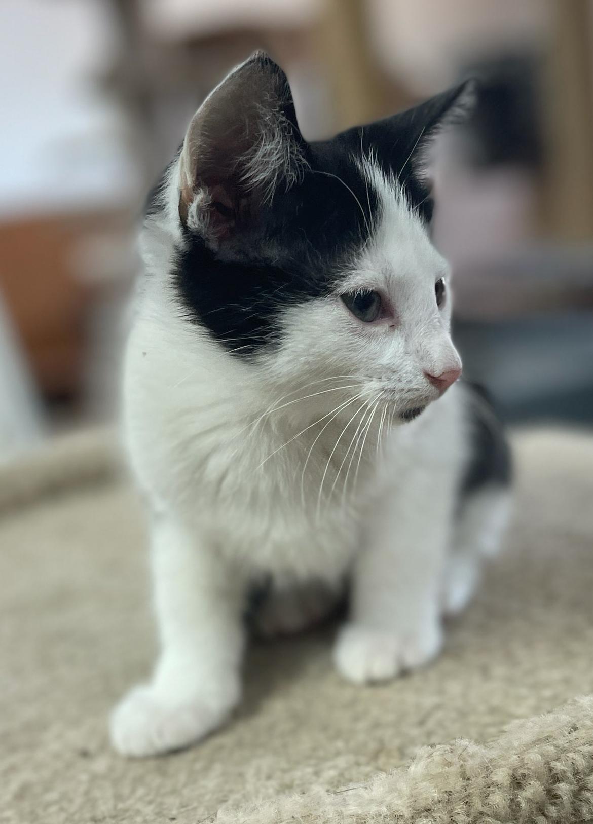 Enlarge Spanky, a Adoptable Domestic Short Hair in Neillsville, WI image 2/6