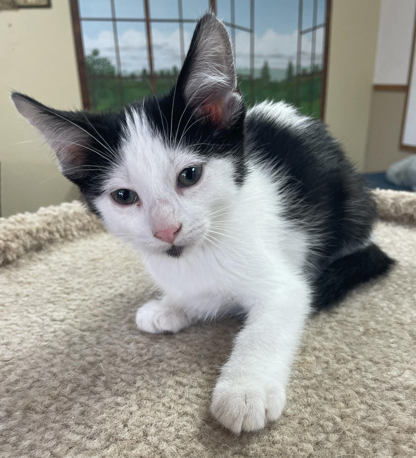 Enlarge Spanky, a Adoptable Domestic Short Hair in Neillsville, WI image 4/6