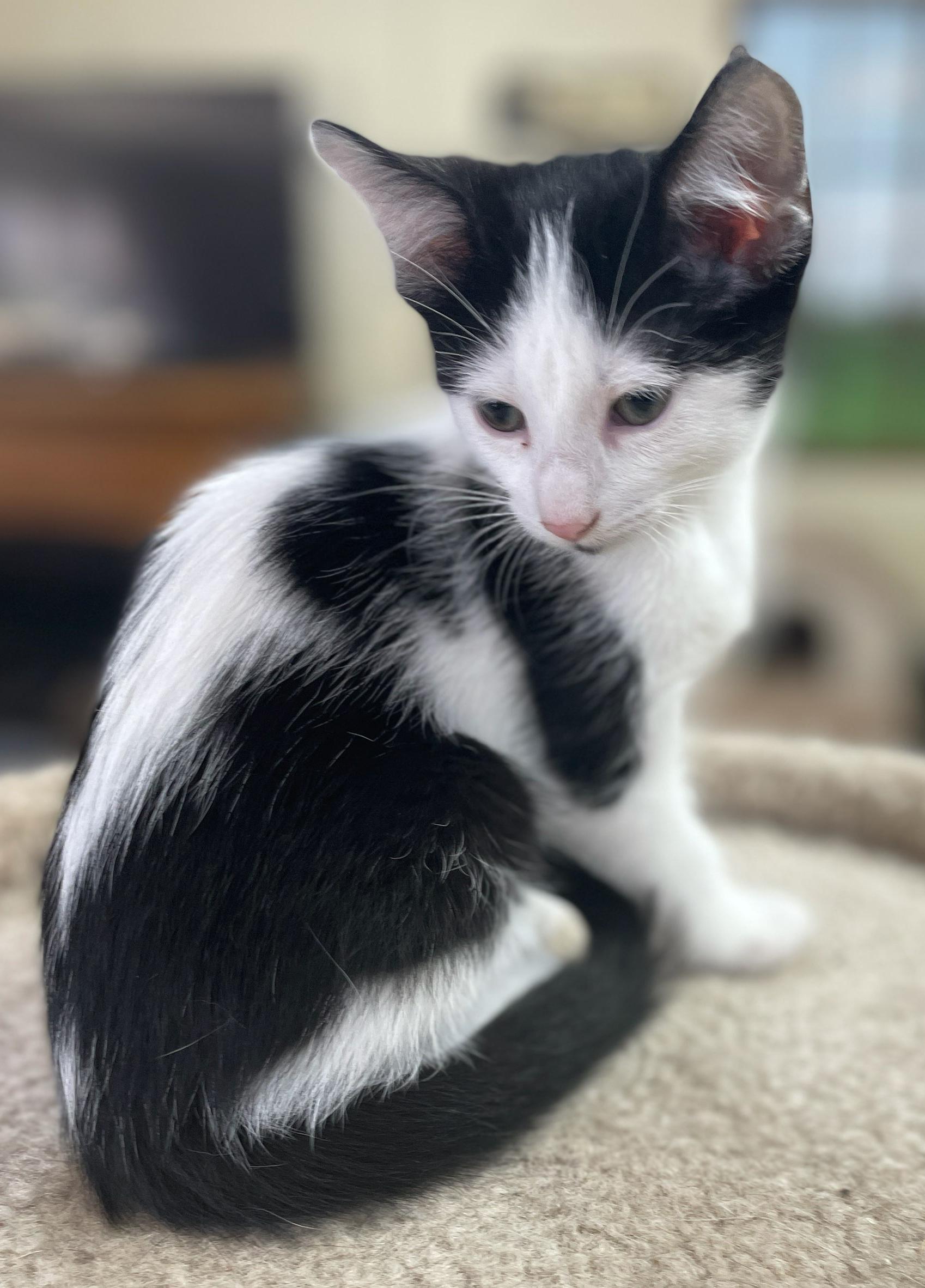 Enlarge Spanky, a Adoptable Domestic Short Hair in Neillsville, WI image 5/6