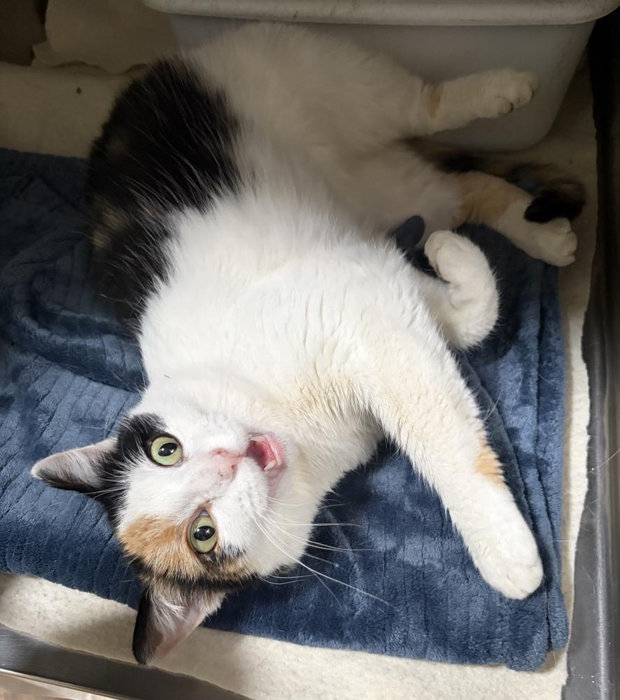 Grace, Adoptable, Adult Female Domestic Short Hair.
