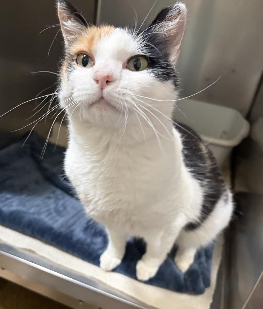 Enlarge Grace, a Adoptable mixed breed in Challis, ID image 2/3