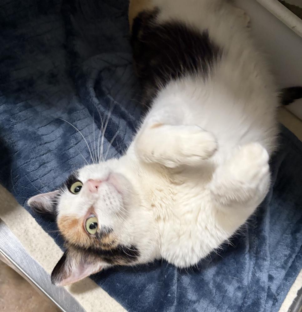 Enlarge Grace, a Adoptable mixed breed in Challis, ID image 3/3