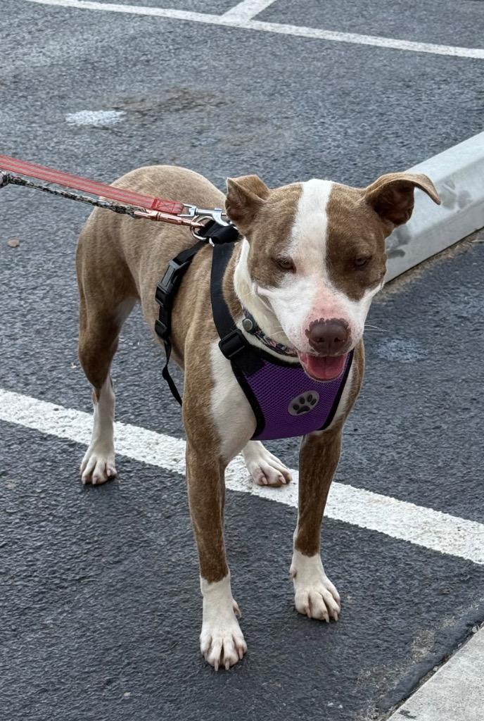 Enlarge Coral, a Adoptable Pit Bull Terrier in Camden, TN image 2/3