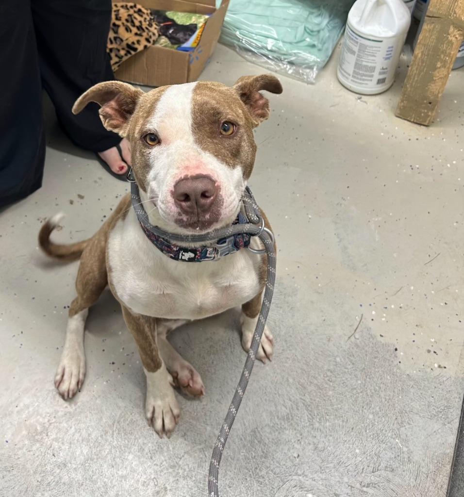 Enlarge Coral, a Adoptable Pit Bull Terrier in Camden, TN image 3/3