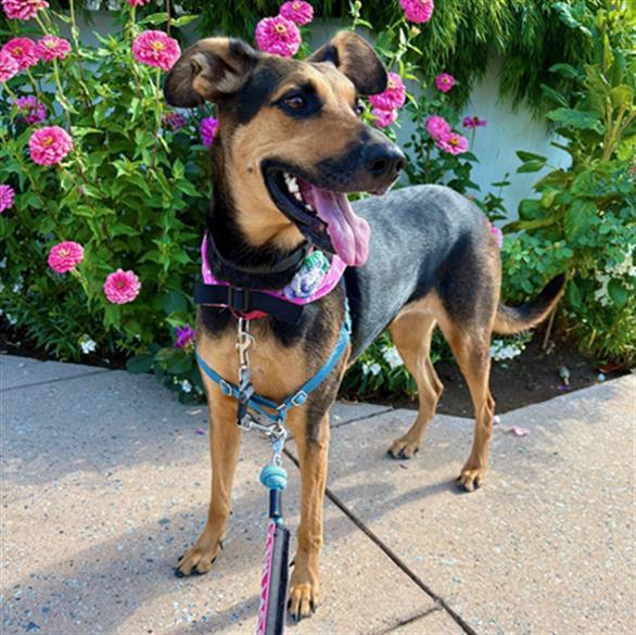 AMBI, Adoptable, Adult Female Doberman Pinscher & Mixed Breed.