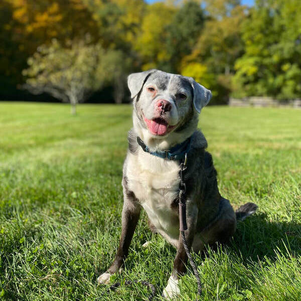 Sundae, an adoptable Mixed Breed in Ossining, NY, 10562 | Photo Image 1