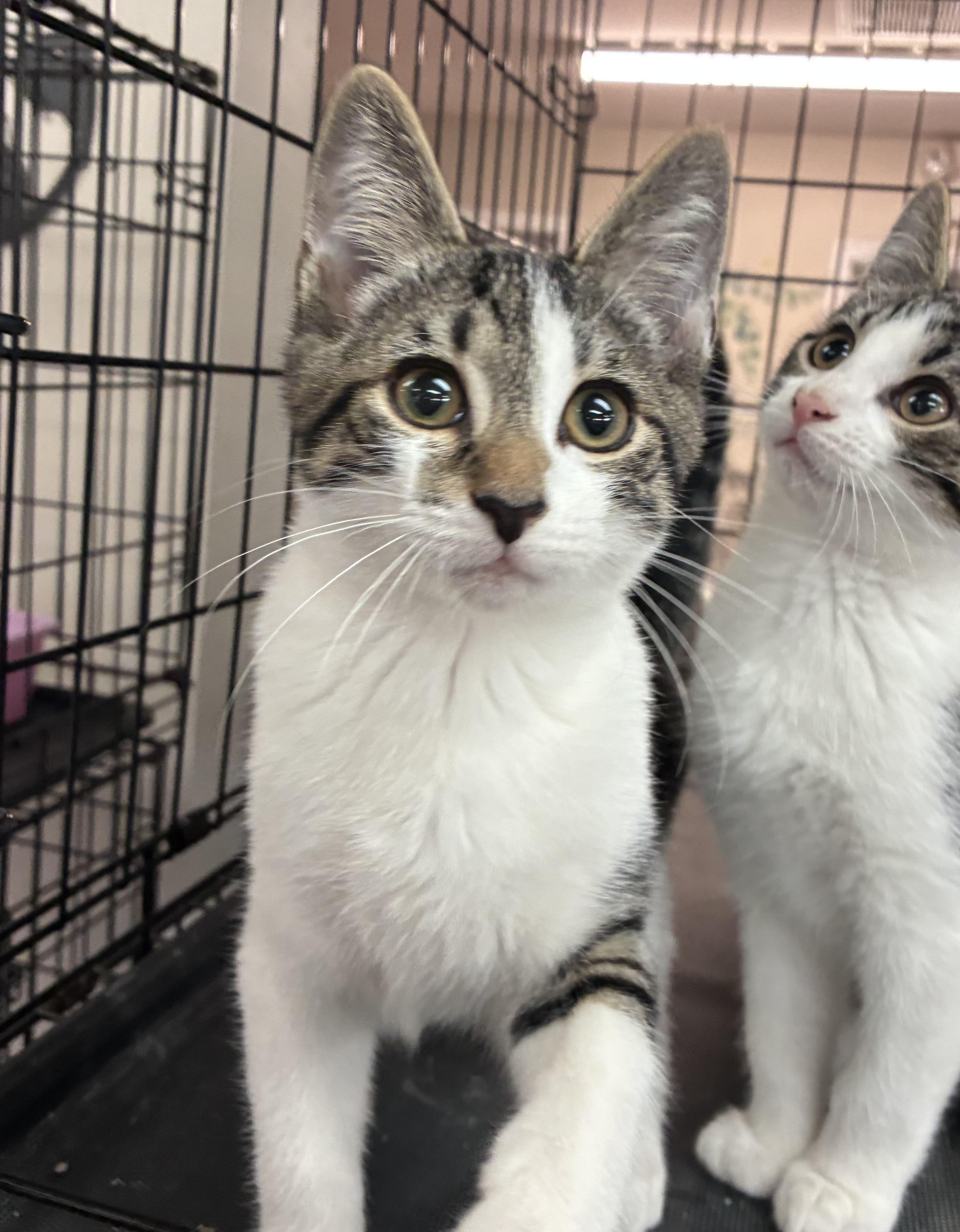 Enlarge Baxter, a Adopted Domestic Short Hair in Breinigsville, PA image 4/4
