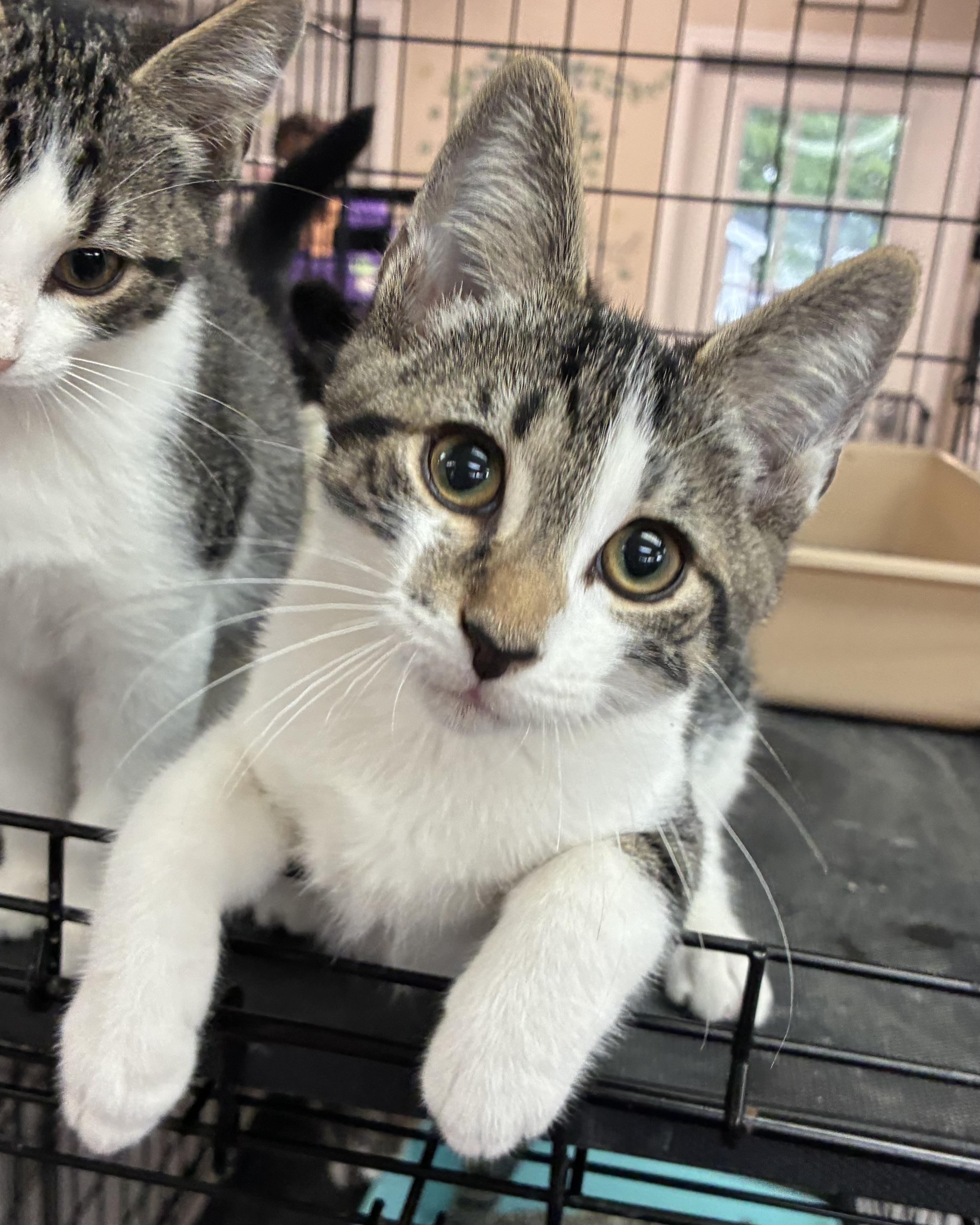 Baxter, Adopted, Kitten Male Domestic Short Hair.