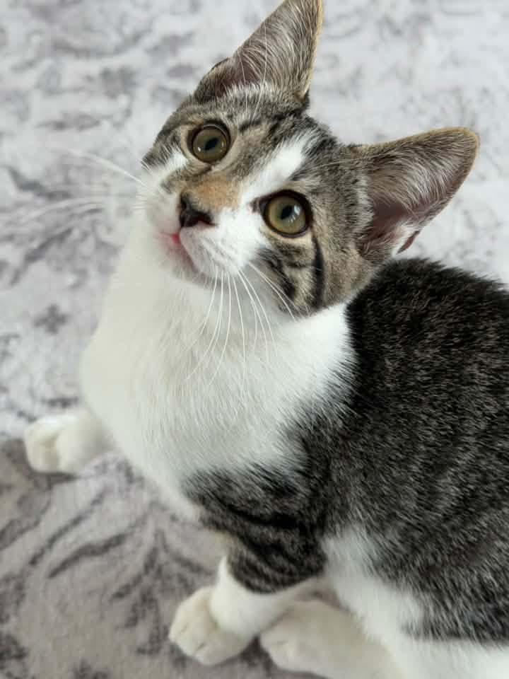 Enlarge Baxter, a Adopted Domestic Short Hair in Breinigsville, PA image 2/4