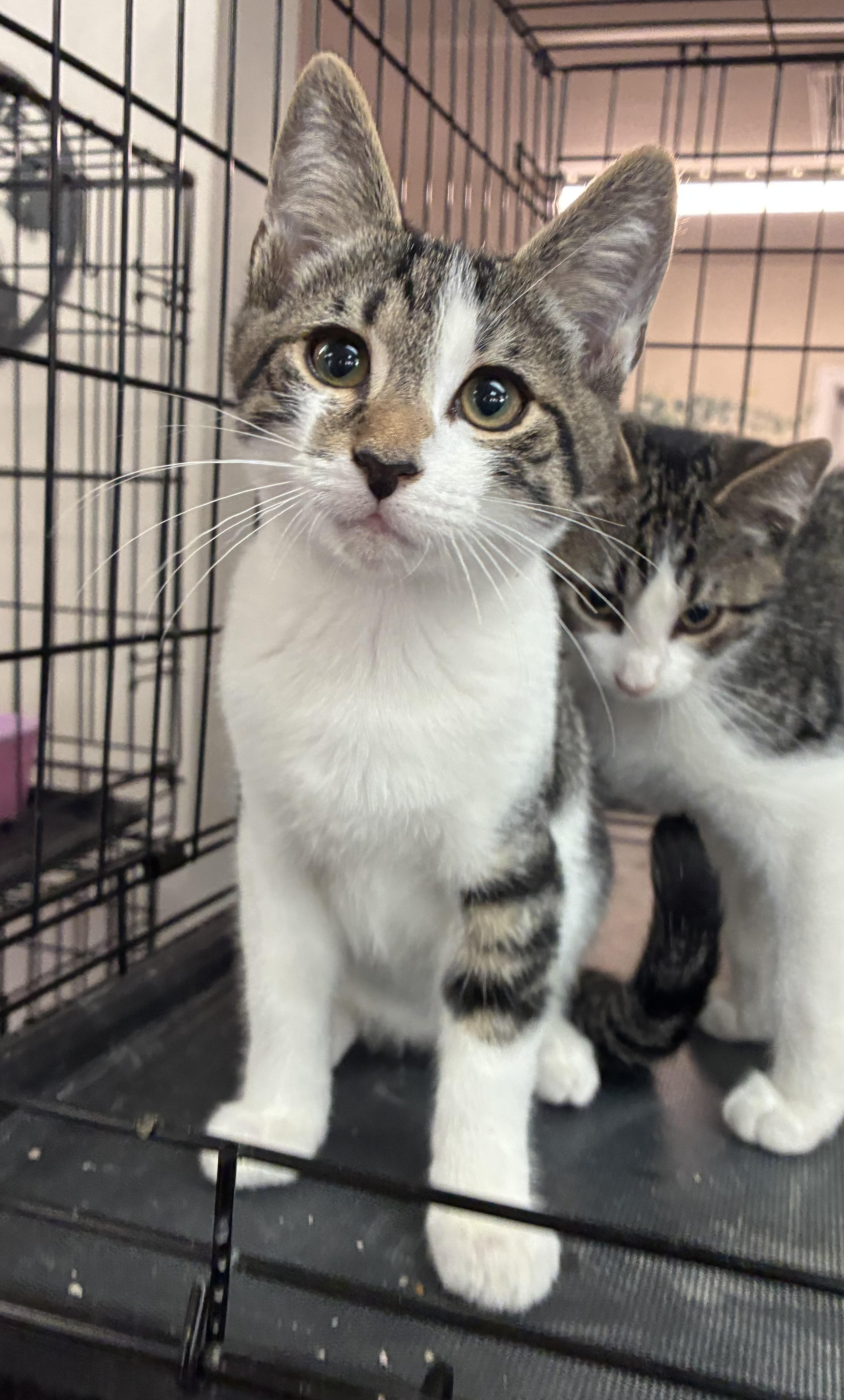 Enlarge Baxter, a Adopted Domestic Short Hair in Breinigsville, PA image 3/4