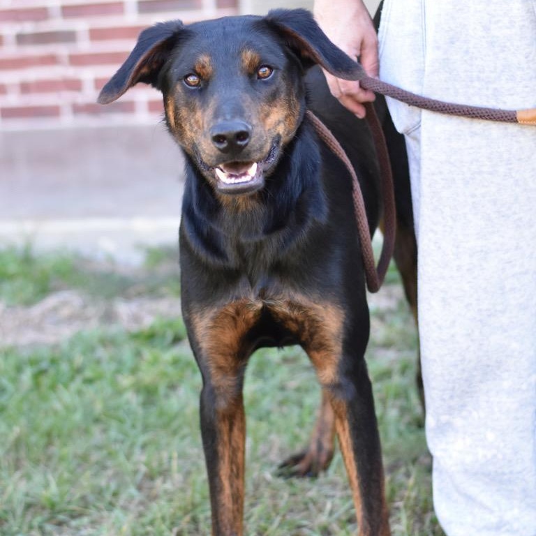 Blaze, a Adoptable mixed breed in Virginia Beach, VA image 3/6