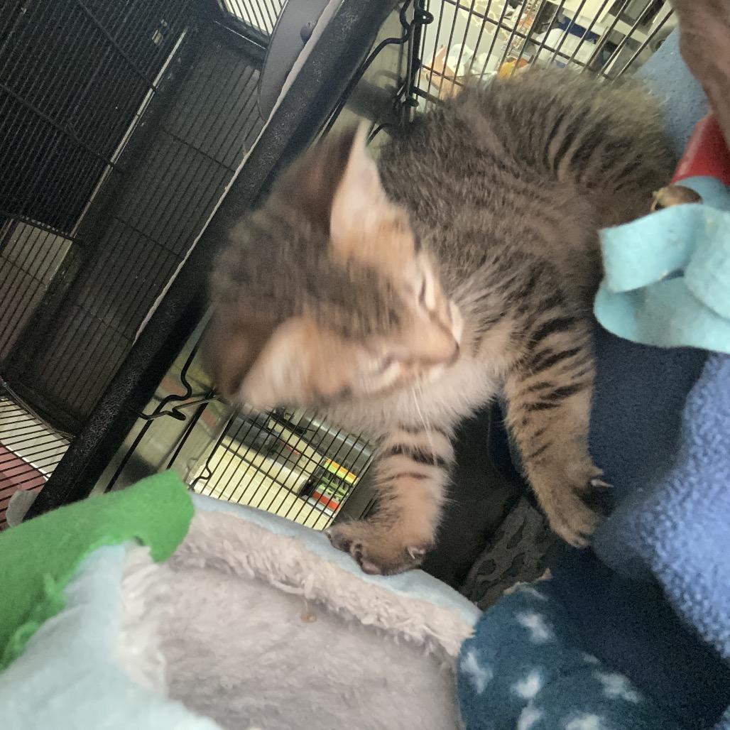 Enlarge Latte, a Adoptable American Shorthair in New Orleans, LA image 1/2